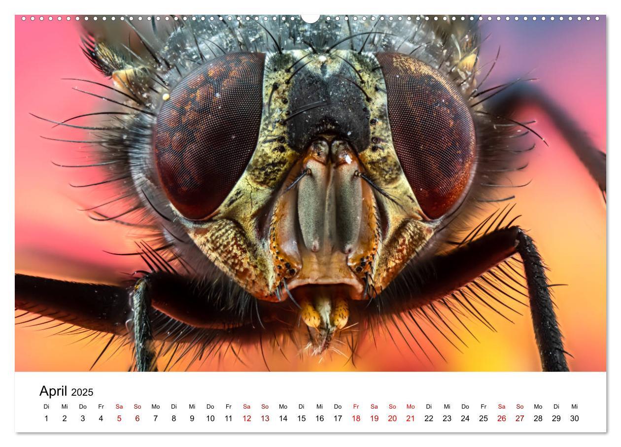 Bild: 9783435163885 | Oberbayerischer Insekten Kalender (hochwertiger Premium...