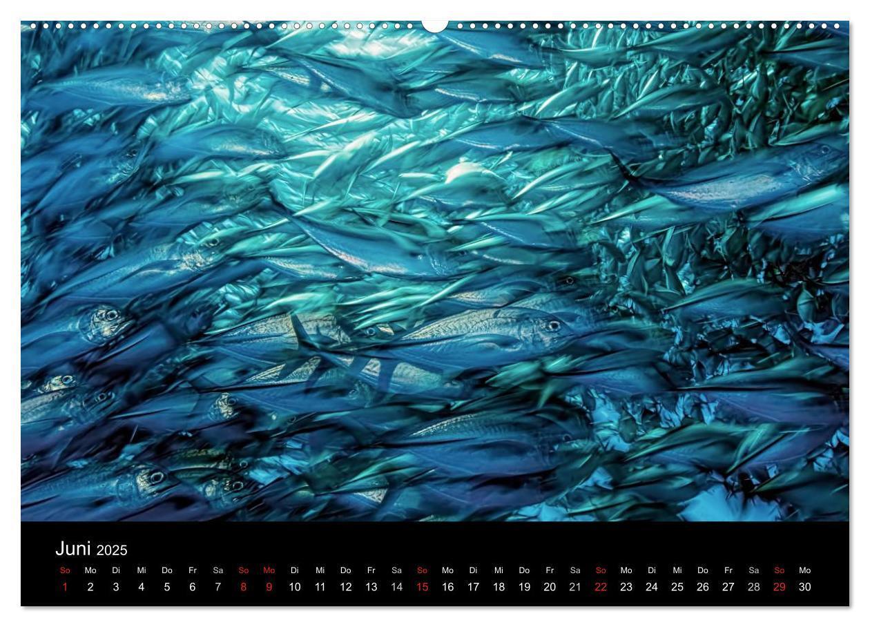 Bild: 9783435611065 | Fischschwärme (Wandkalender 2025 DIN A2 quer), CALVENDO Monatskalender