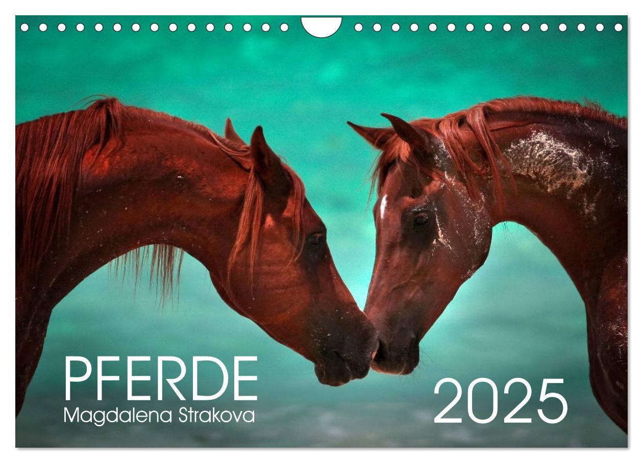 Cover: 9783435582815 | Pferde - Magdalena Strakova (Wandkalender 2025 DIN A4 quer),...