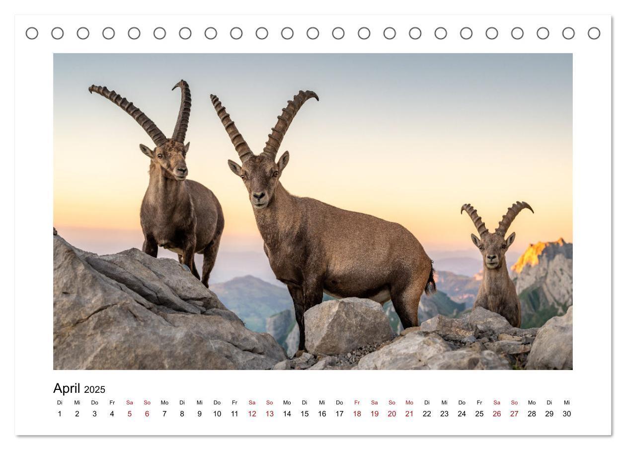 Bild: 9783383907937 | Steinböcke - Die Könige der Alpen (Tischkalender 2025 DIN A5 quer),...