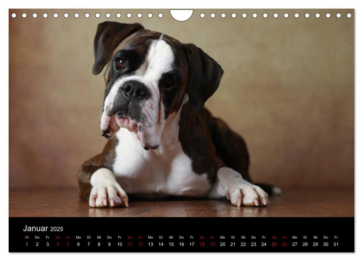 Bild: 9783435436675 | Liebenswerte Boxer (Wandkalender 2025 DIN A4 quer), CALVENDO...