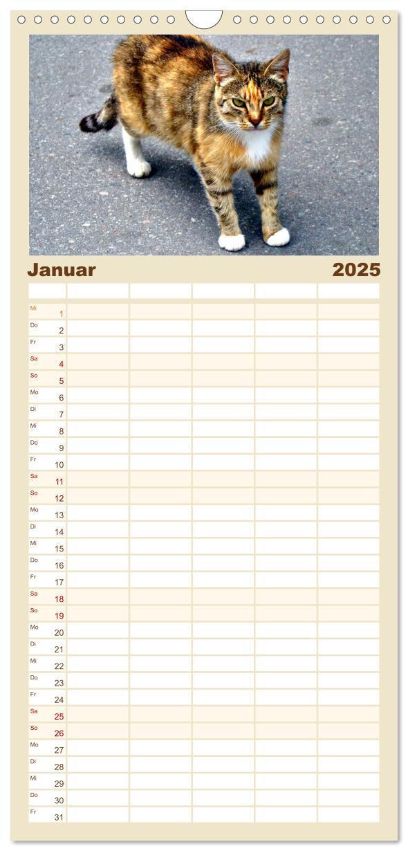 Bild: 9783457100899 | Familienplaner 2025 - Katzen in Cranz mit 5 Spalten (Wandkalender,...