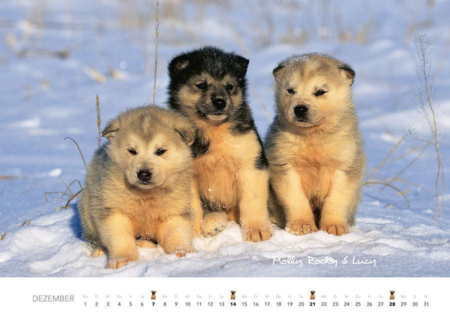 Bild: 9783966648349 | Tierkinder auf dem Bauernhof Kalender 2025 | J. -L. Klein (u. a.)