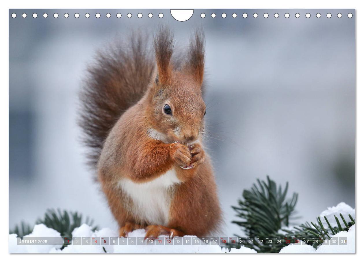 Bild: 9783435280285 | Eichhörnchen in zauberhaften Posen (Wandkalender 2025 DIN A4 quer),...