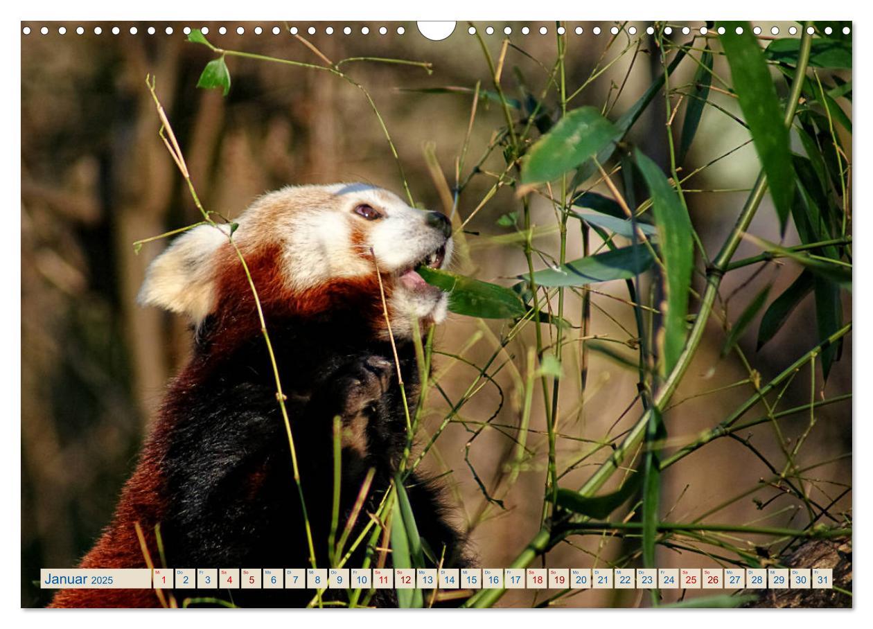 Bild: 9783435357192 | Kleiner Panda auf Entdeckungstour (Wandkalender 2025 DIN A3 quer),...