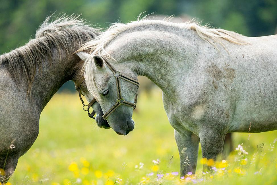 Bild: 9783901753909 | 450 Jahre Spanische Hofreitschule | 450 Years Spanish Riding School