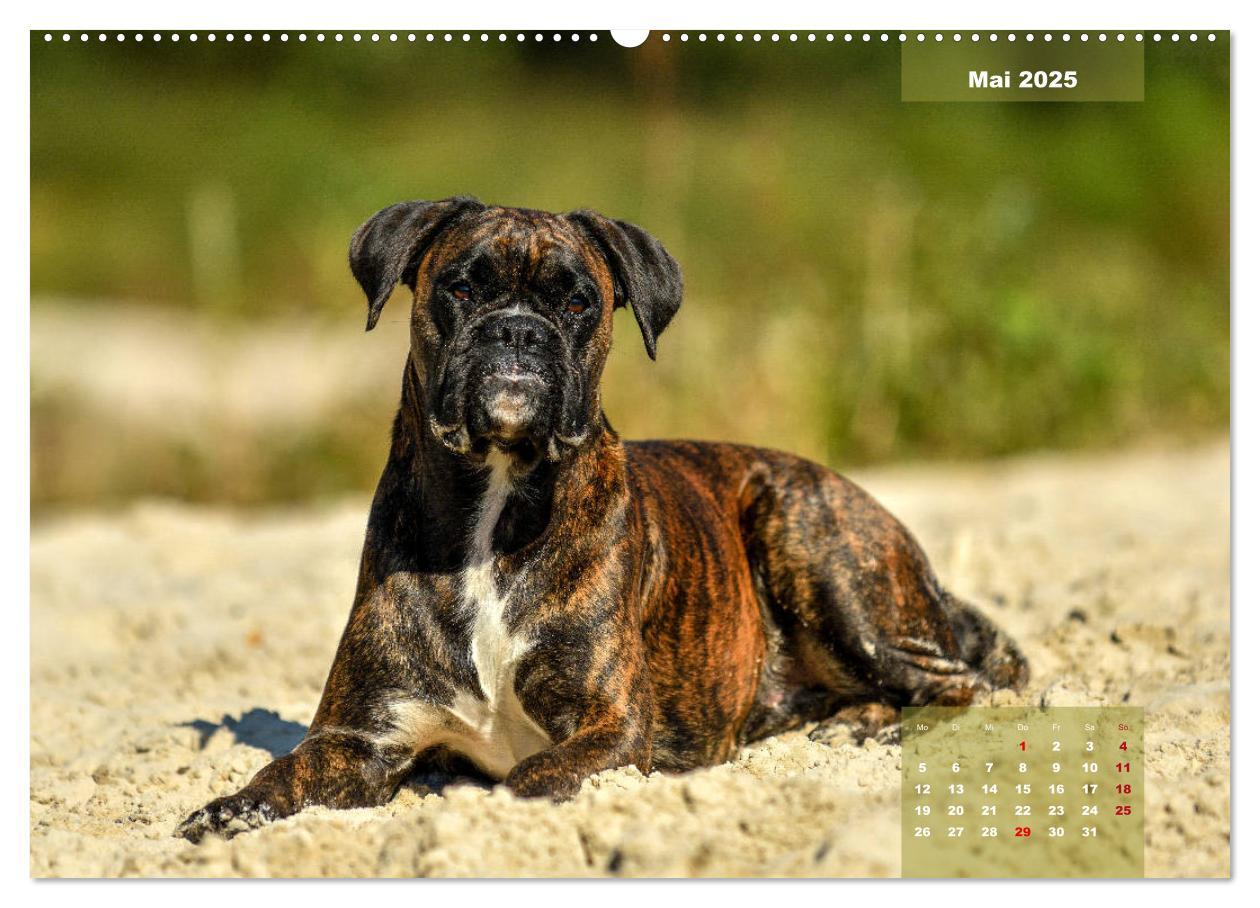 Bild: 9783435179039 | Einmal Boxer - immer Boxer (Wandkalender 2025 DIN A2 quer),...