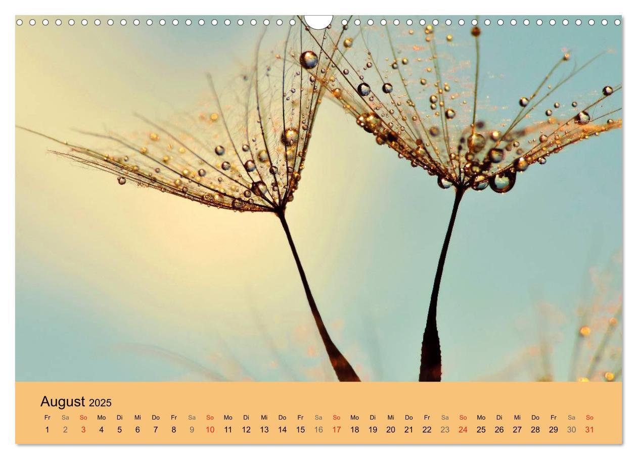 Bild: 9783435746620 | Naturjuwel Pusteblume (Wandkalender 2025 DIN A3 quer), CALVENDO...