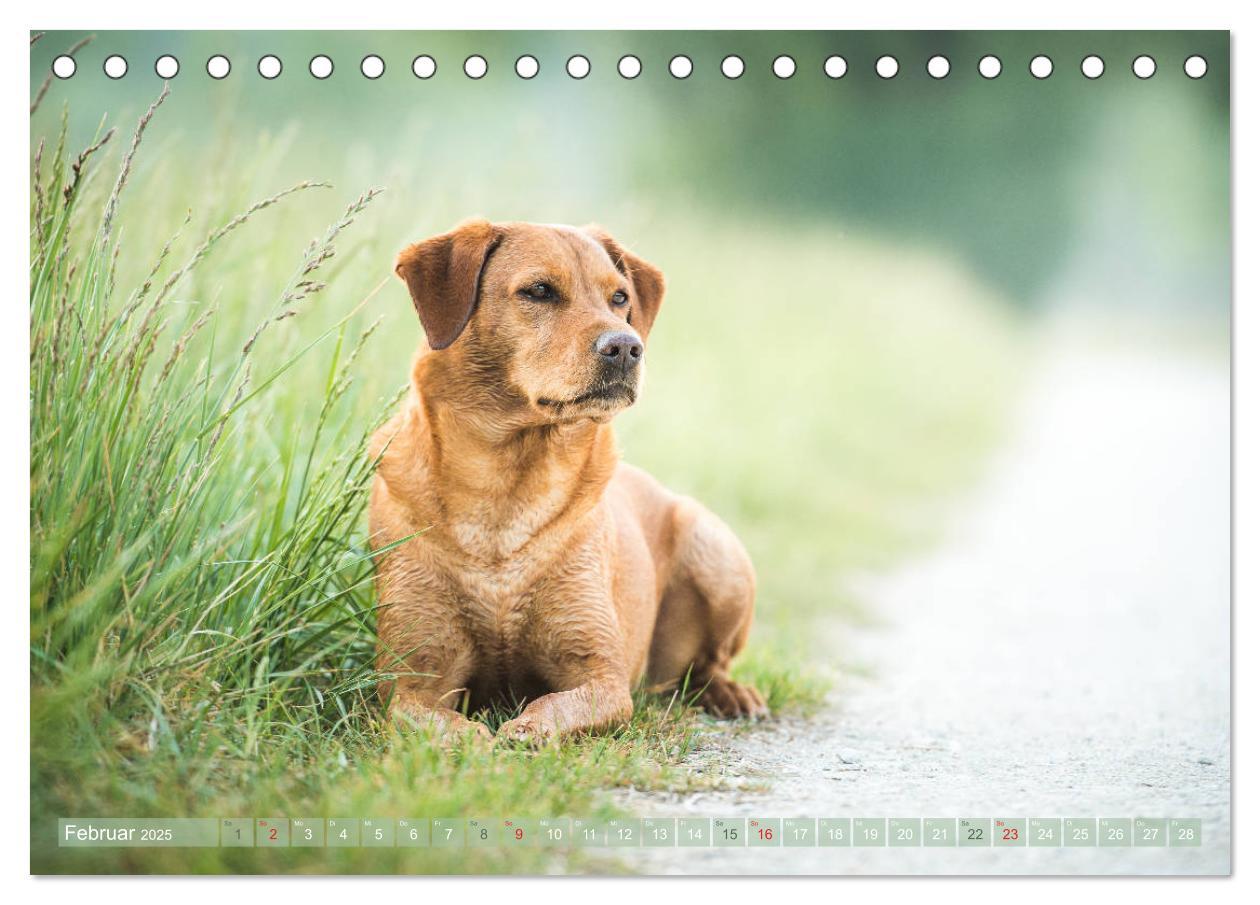 Bild: 9783435313754 | Faszination Labrador - gelb, foxred, schwarz (Tischkalender 2025...