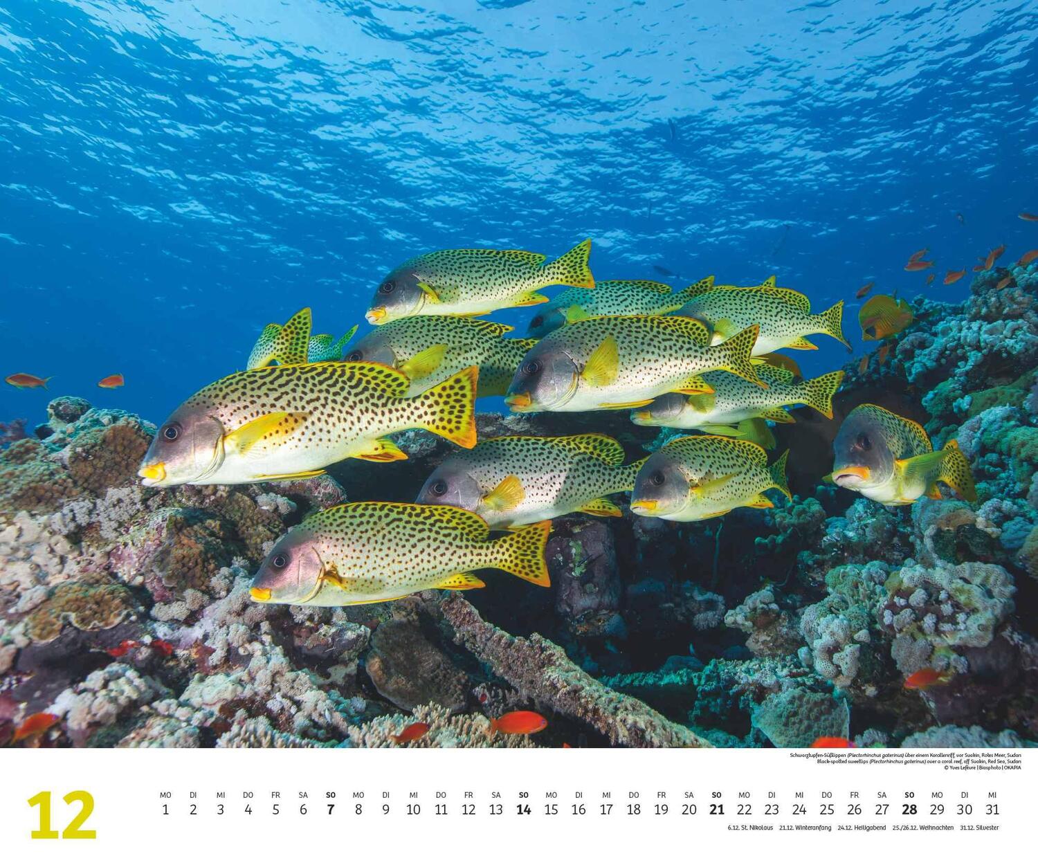 Bild: 4250809653983 | Fischschwärme 2025 - Unterwasser-Natur-Fotografie - Wandkalender 60...