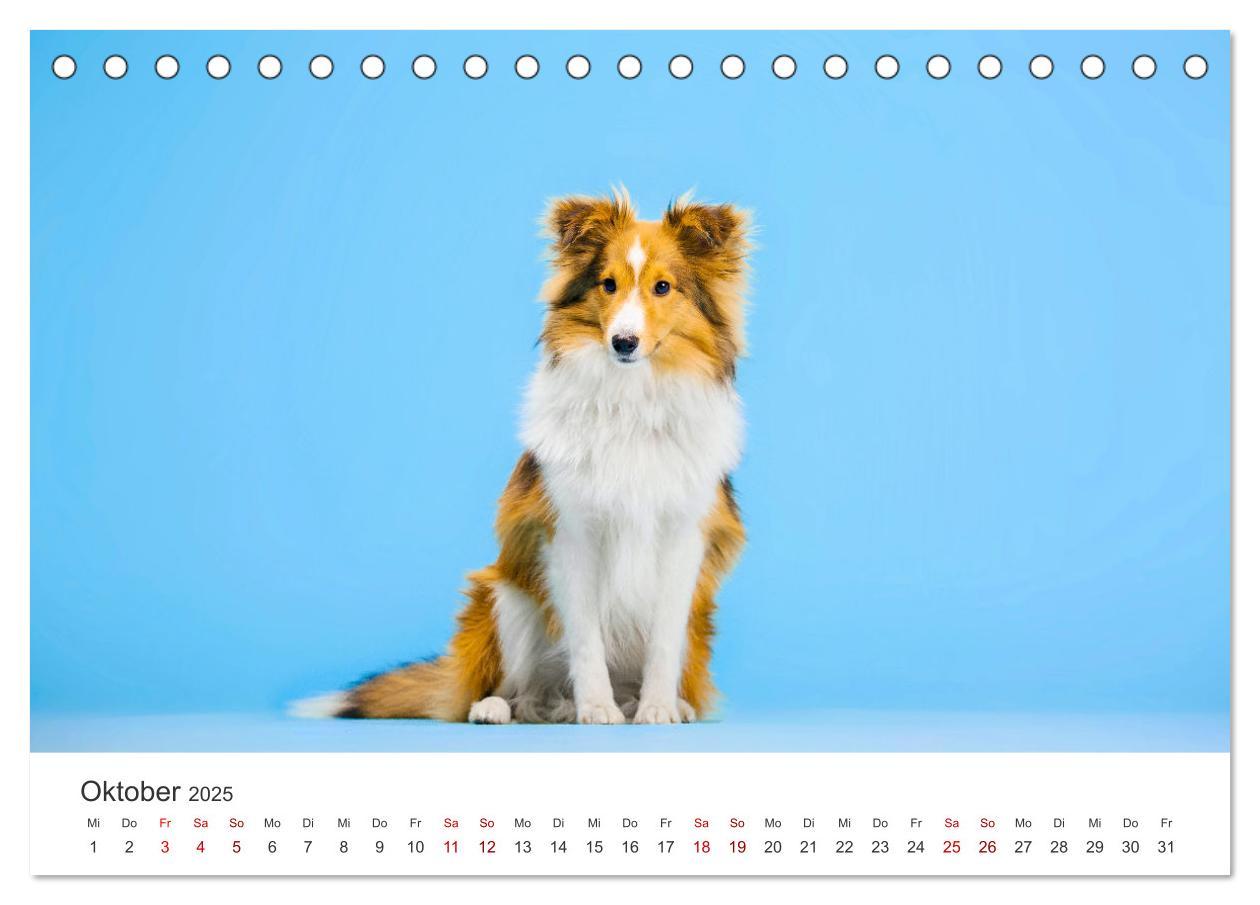 Bild: 9783383916519 | Shelties - Die zuckersüßen Vierbeiner. (Tischkalender 2025 DIN A5...