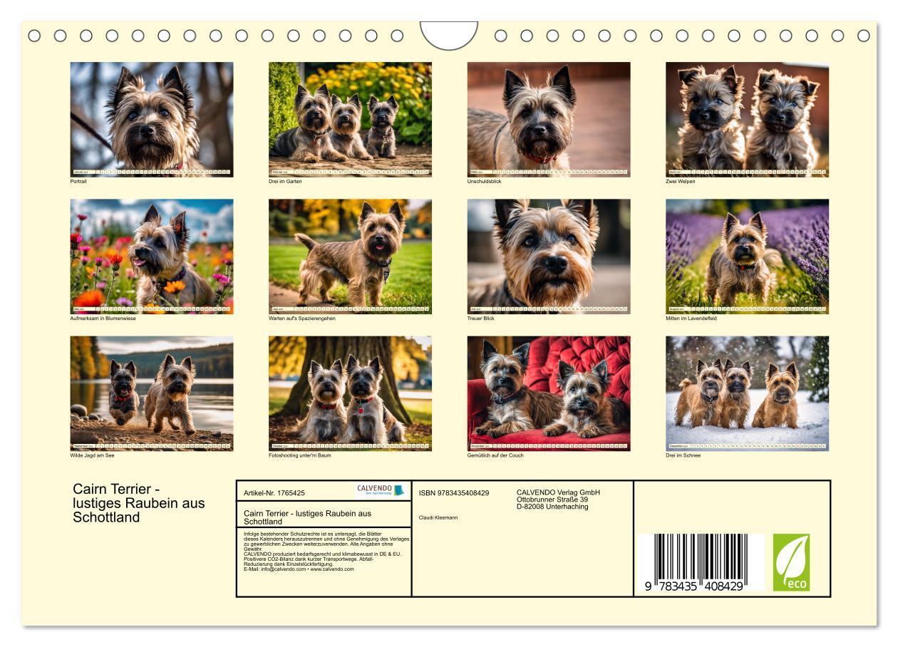 Bild: 9783435408429 | Cairn Terrier - lustiges Raubein aus Schottland (Wandkalender 2025...