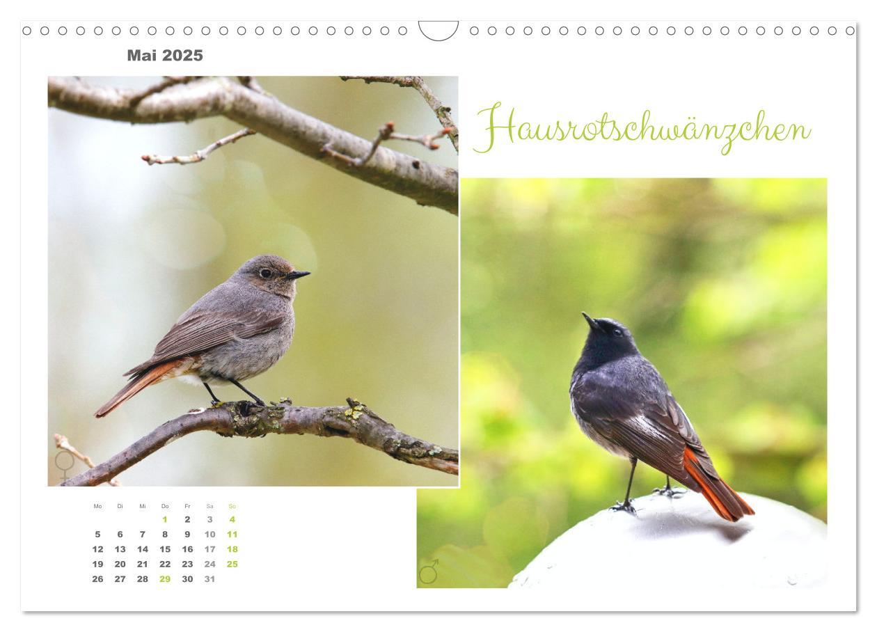 Bild: 9783435059294 | Vogel-Pärchen (Wandkalender 2025 DIN A3 quer), CALVENDO Monatskalender