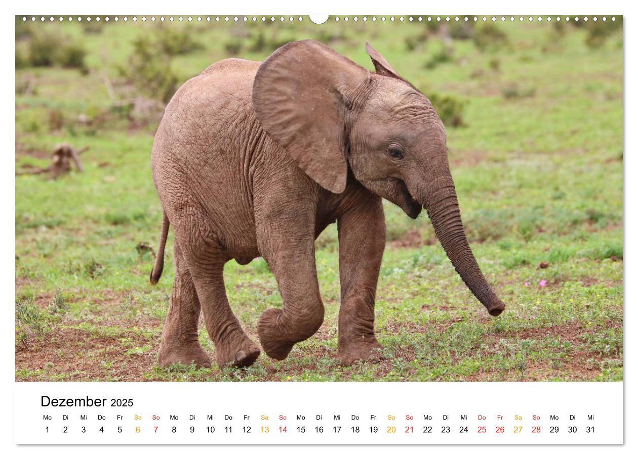 Bild: 9783435228355 | ADDO ELEPHANT NATIONAL PARK Elefanten Babies (Wandkalender 2025 DIN...