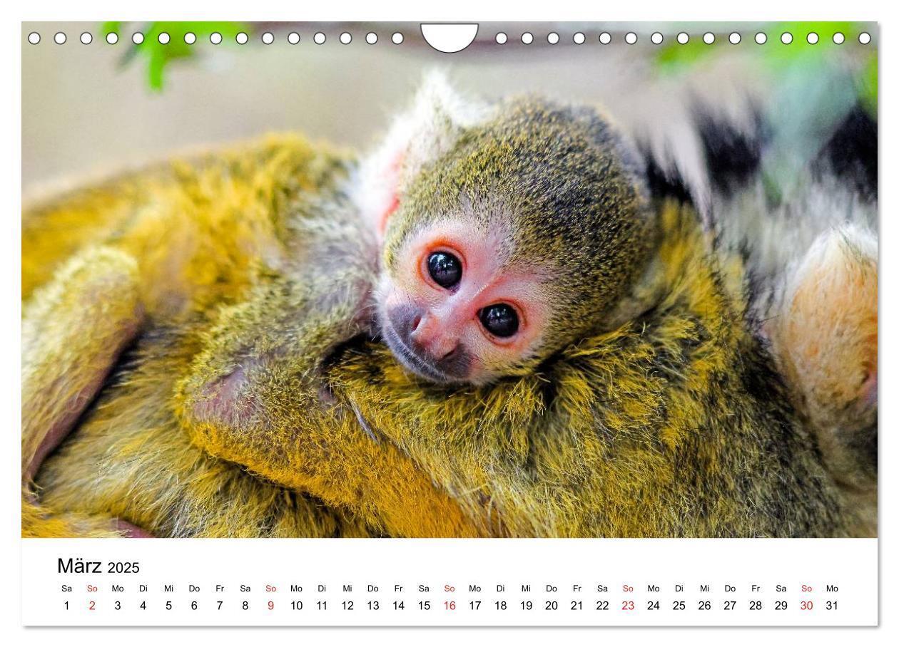 Bild: 9783435491100 | Totenkopfaffen (Wandkalender 2025 DIN A4 quer), CALVENDO...