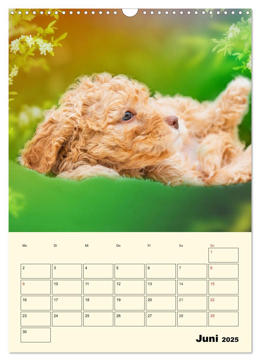 Bild: 9783435952236 | Jahresplaner Lagotto Romagnolo Welpen (Wandkalender 2025 DIN A3...