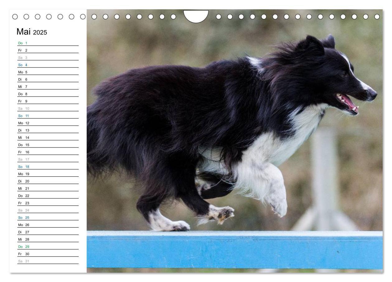 Bild: 9783435555918 | Agility - Sport und Spass (Wandkalender 2025 DIN A4 quer), CALVENDO...