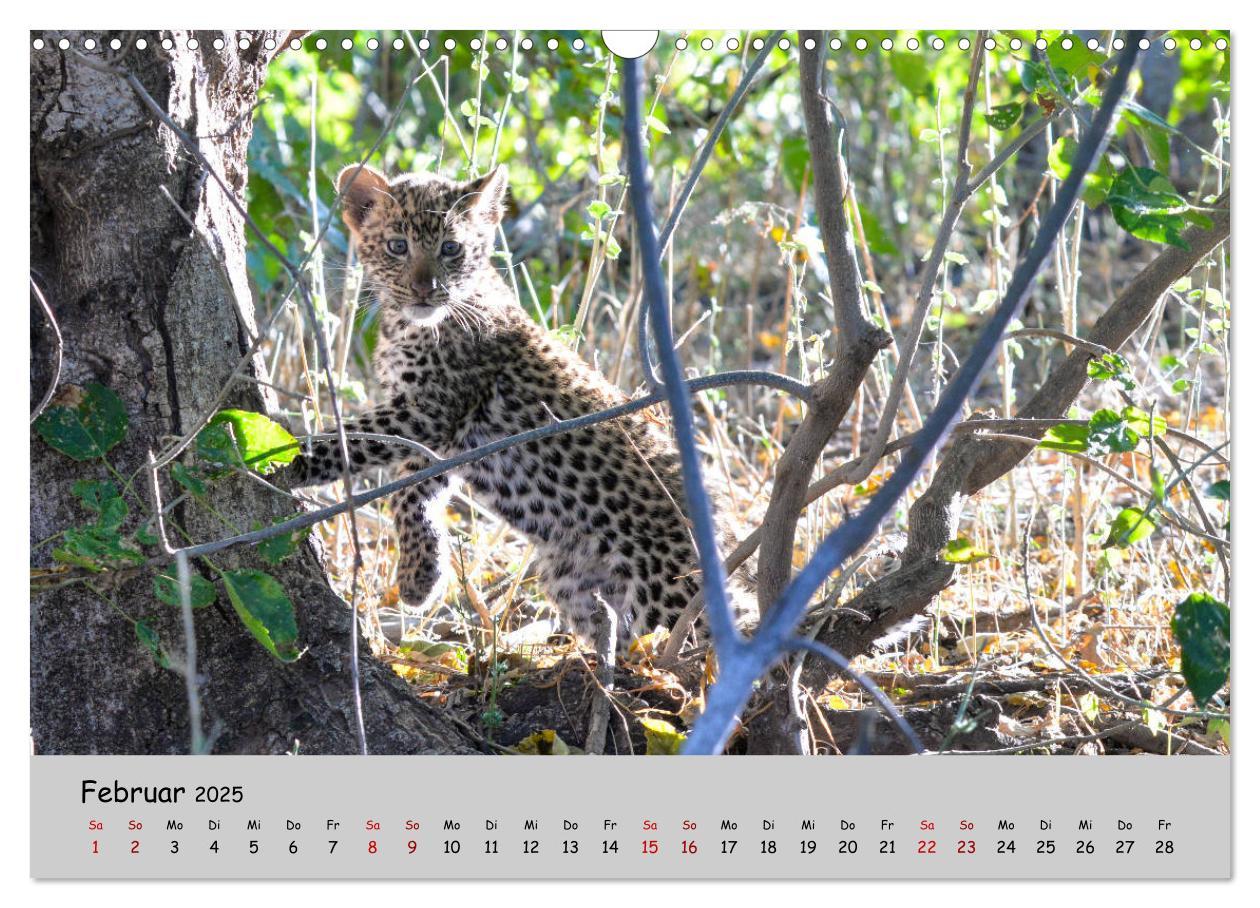 Bild: 9783435365753 | Leoparden - groß und klein (Wandkalender 2025 DIN A3 quer),...