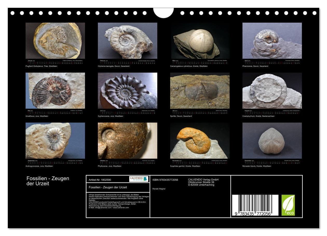 Bild: 9783435772056 | Fossilien - Zeugen der Urzeit (Wandkalender 2025 DIN A4 quer),...