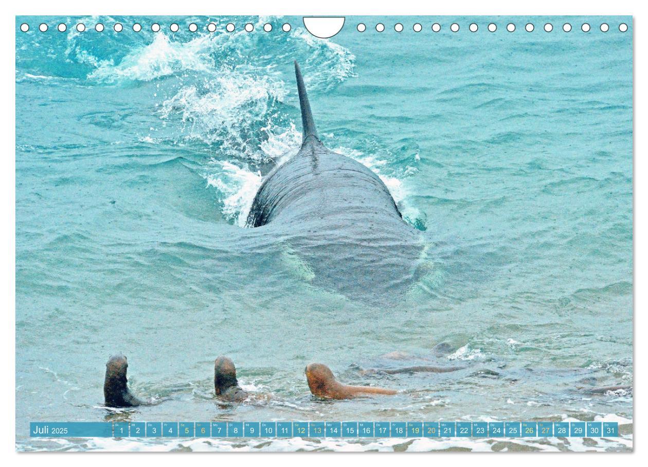 Bild: 9783383846755 | Orcas: Schwarz-weiße Giganten (Wandkalender 2025 DIN A4 quer),...