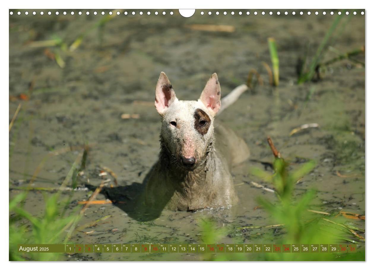 Bild: 9783435405404 | Bullterrier, Powerpakete auf 4 Pfoten (Wandkalender 2025 DIN A3...