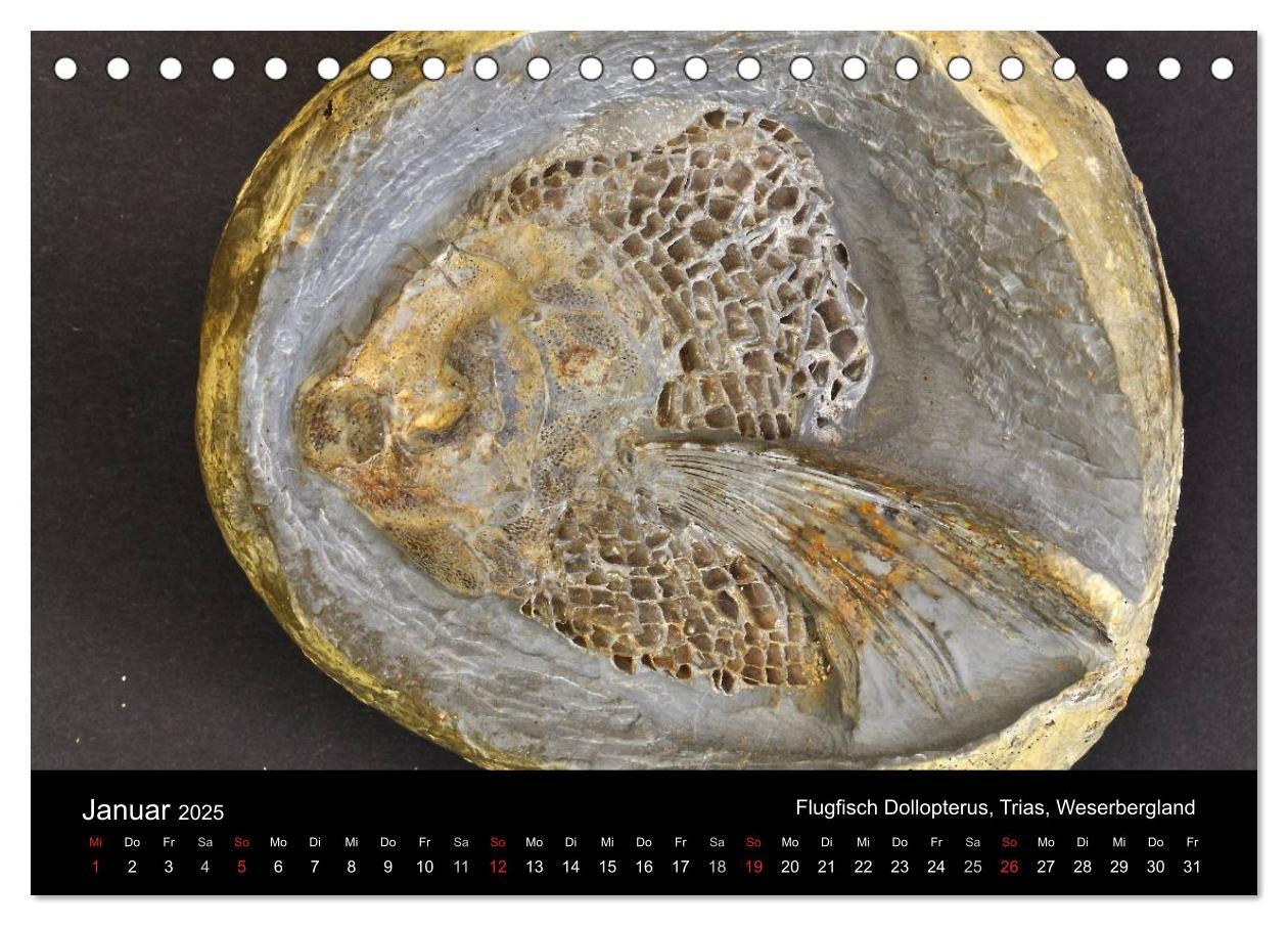 Bild: 9783435770205 | Fossilien - Zeugen der Urzeit (Tischkalender 2025 DIN A5 quer),...