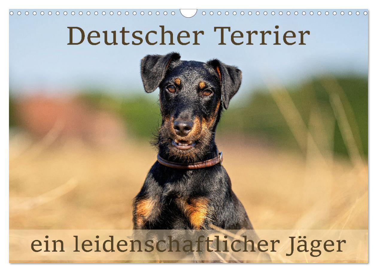 Cover: 9783457190098 | Deutscher Terrier - ein leidenschaftlicher Jäger (Wandkalender 2025...