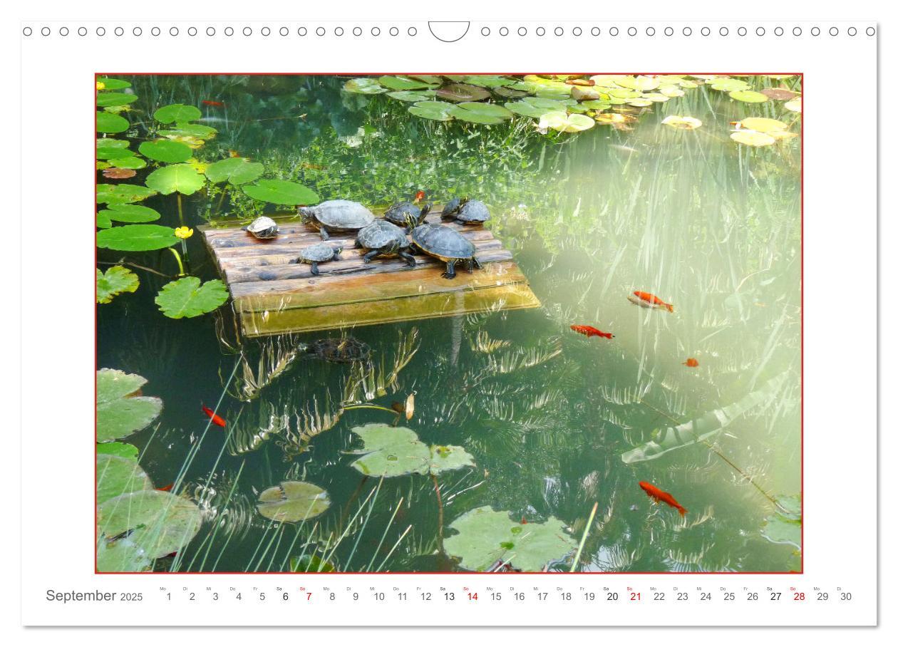 Bild: 9783435078141 | Sanfte Natur (Wandkalender 2025 DIN A3 quer), CALVENDO Monatskalender