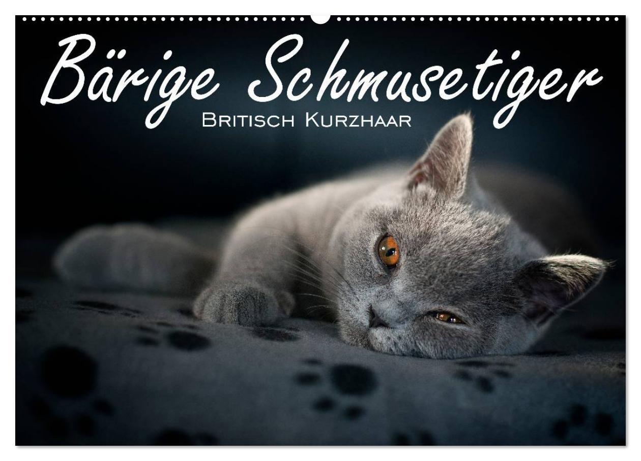 Cover: 9783435738830 | Bärige Schmusetiger - Britisch Kurzhaar / CH-Version (Wandkalender...