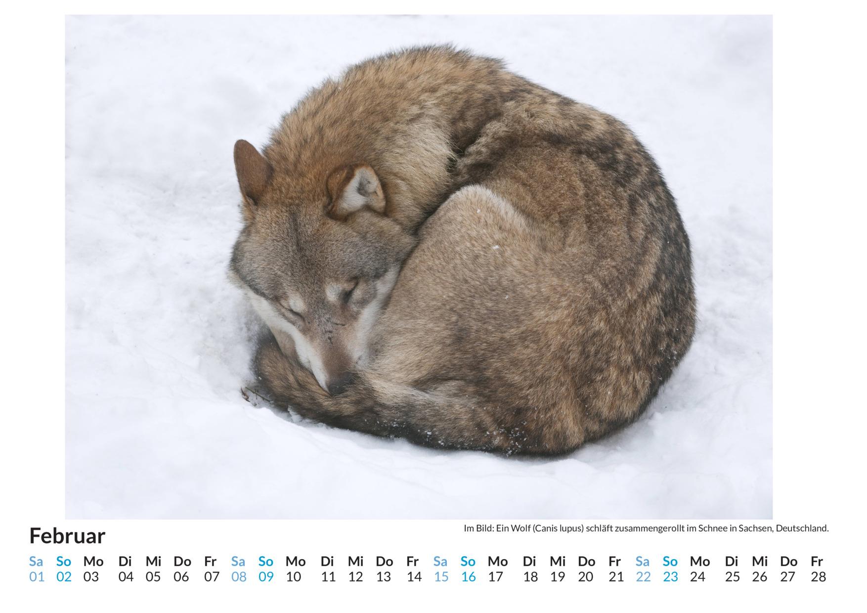 Bild: 9783759121936 | Schlafende Tiere - (Wandkalender 2025, Kalender DIN A4 quer,...