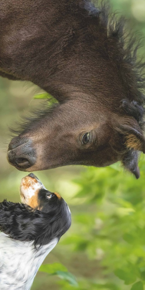 Bild: 4251732340780 | Alpha Edition - Tierfreundschaften 2025 Broschürenkalender,...