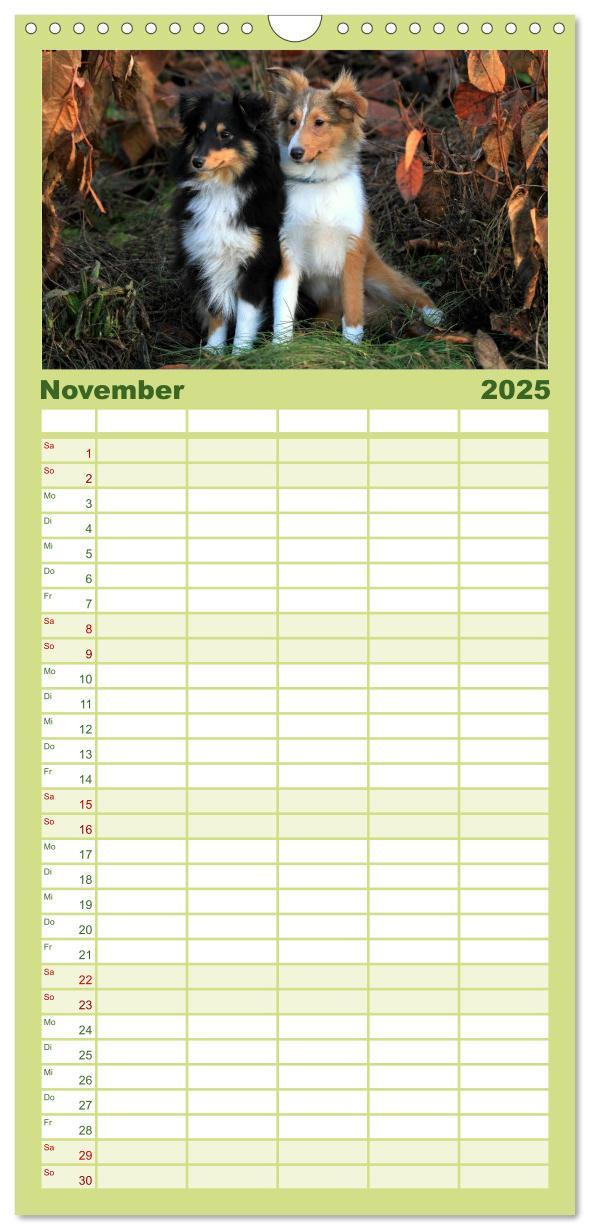 Bild: 9783457118955 | Familienplaner 2025 - Shelties 2025 mit 5 Spalten (Wandkalender, 21...