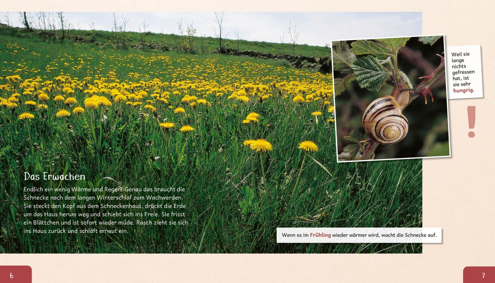 Bild: 9783480236589 | Meine große Tierbibliothek: Die Schnecke | Paul Starosta | Buch | 2020