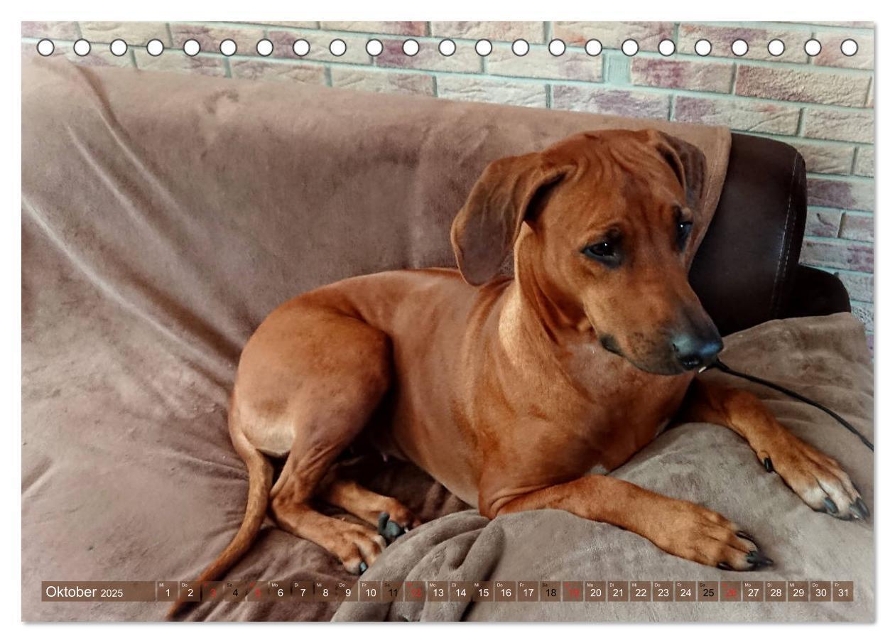 Bild: 9783435261123 | Rhodesian Ridgeback Augen-Blicke (Tischkalender 2025 DIN A5 quer),...