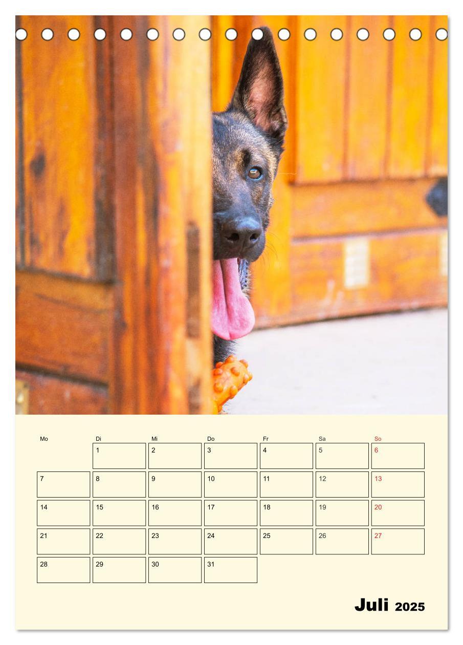 Bild: 9783435944293 | Familienplaner Tausendsassa Malinois (Tischkalender 2025 DIN A5...