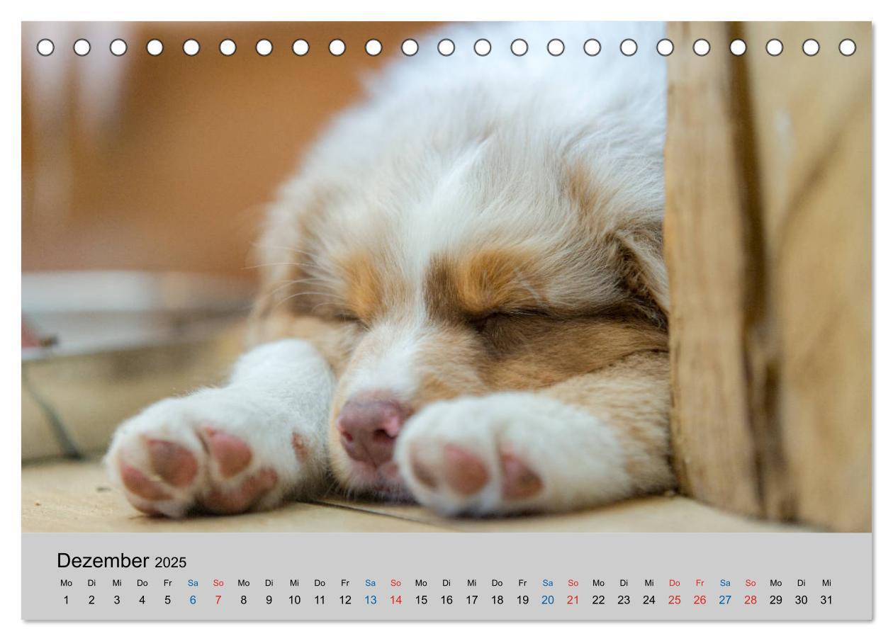 Bild: 9783435150335 | Australian Shepherd Welpen 2025 (Tischkalender 2025 DIN A5 quer),...