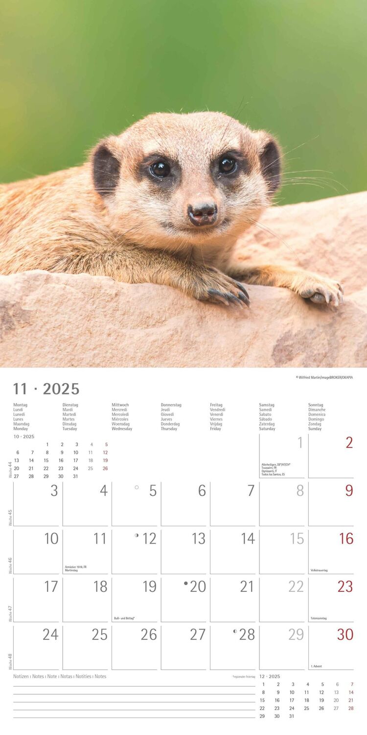 Bild: 4251732340742 | Erdmännchen 2025 - Broschürenkalender 30x30 cm (30x60 geöffnet) -...