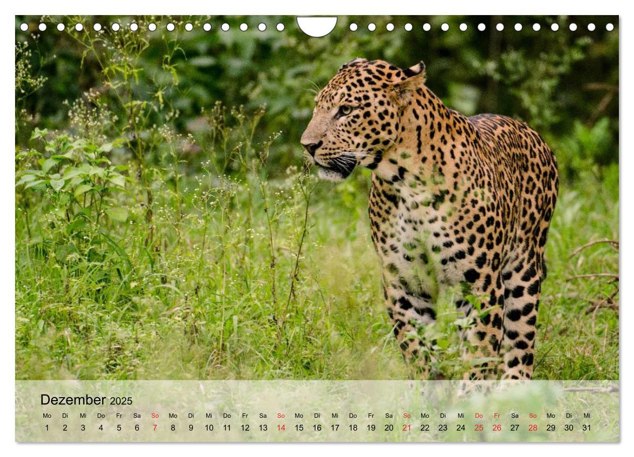 Bild: 9783435600908 | Leoparden. Elegante Jäger (Wandkalender 2025 DIN A4 quer), CALVENDO...