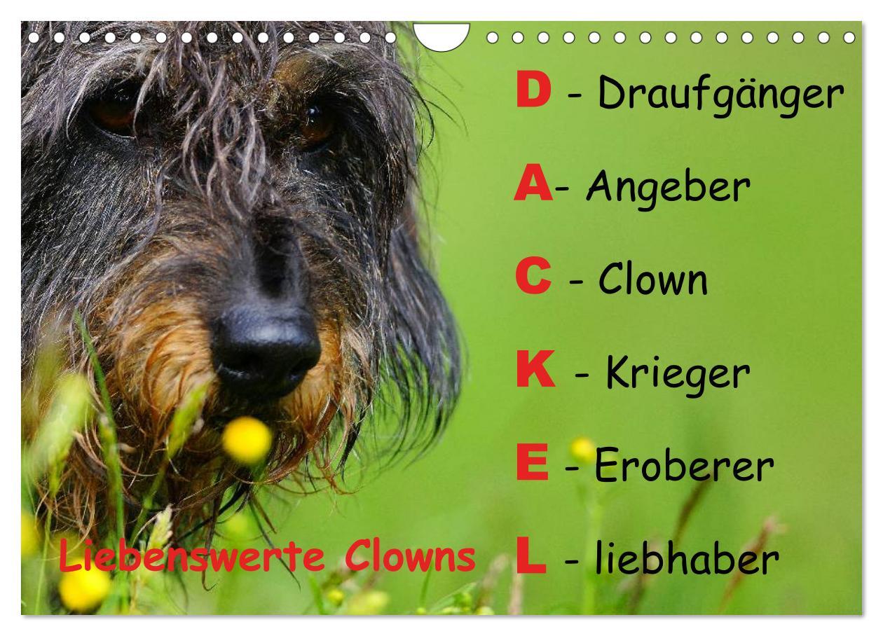 Cover: 9783435606375 | Liebenswerte Clowns (Wandkalender 2025 DIN A4 quer), CALVENDO...