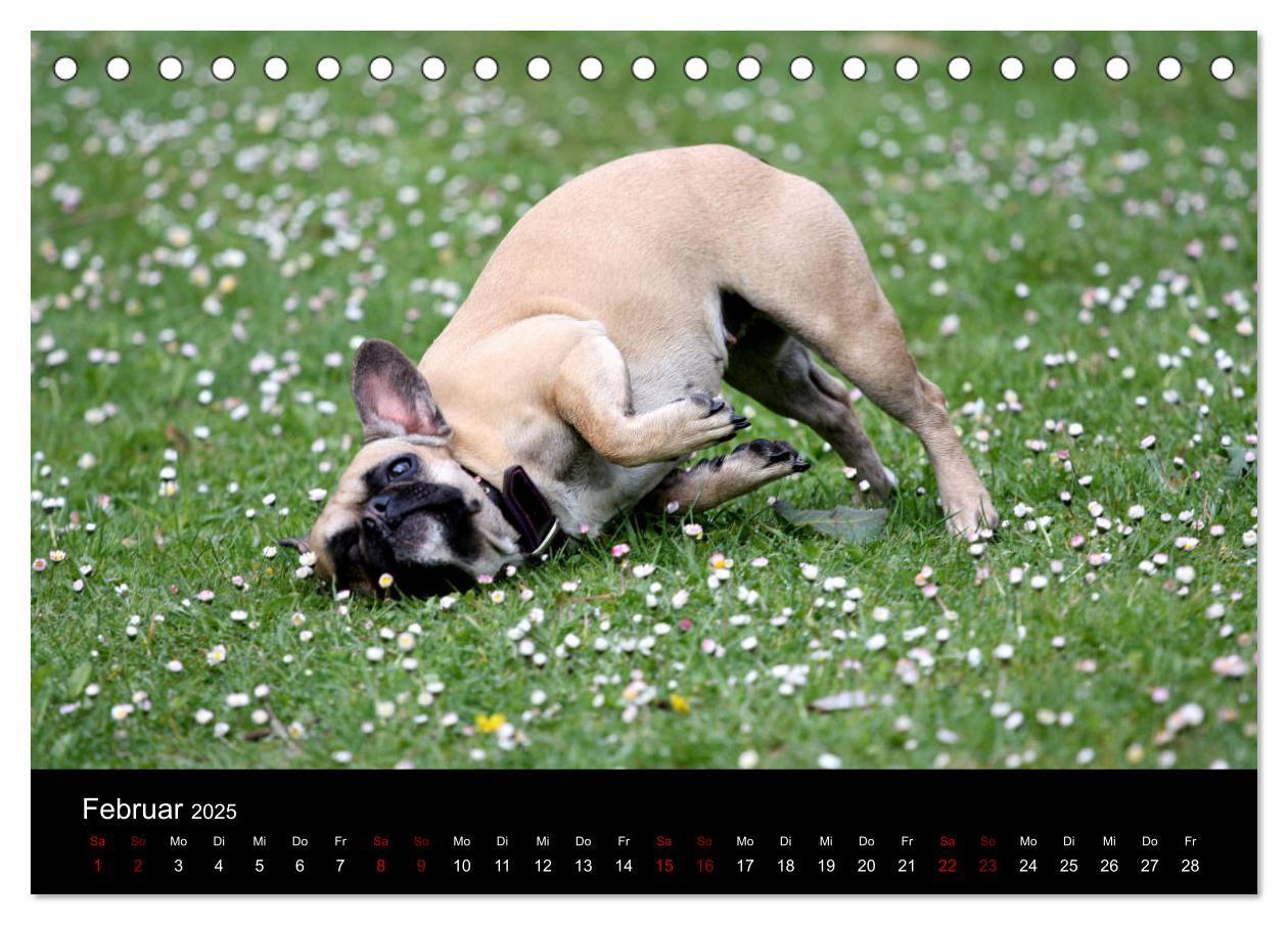 Bild: 9783435370573 | Französische Bulldoggen - Schutzengel auf 4 Pfoten (Tischkalender...