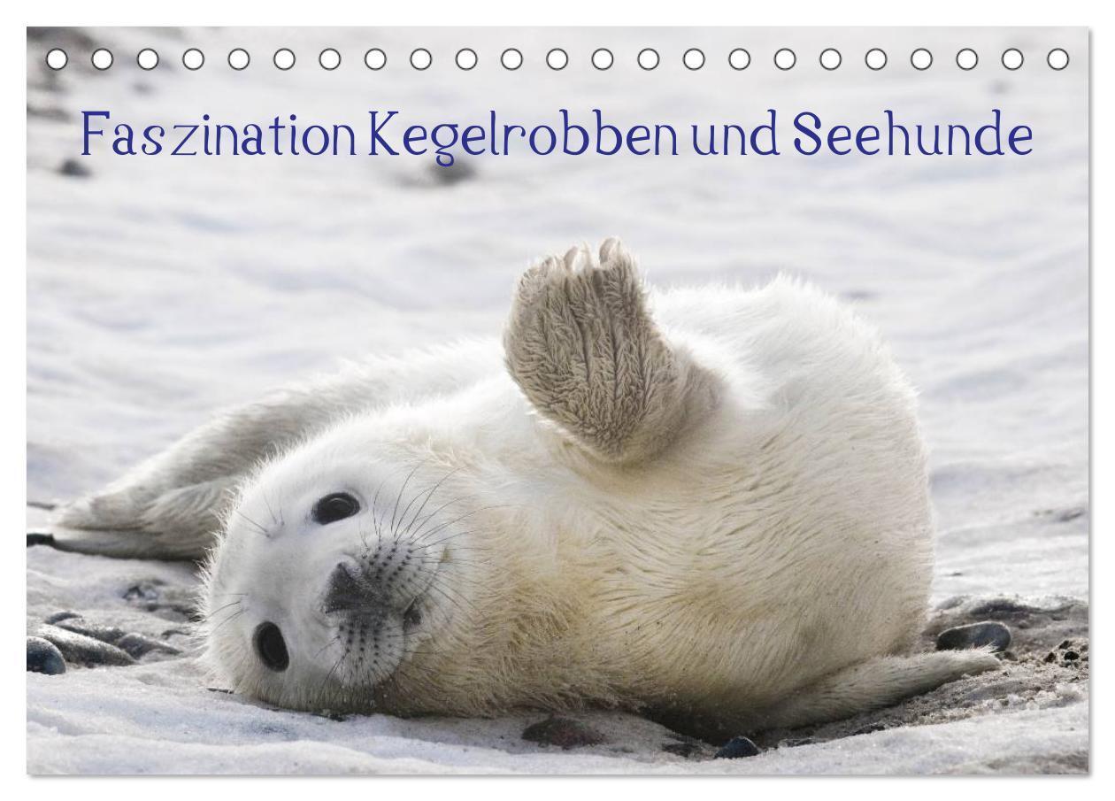 Cover: 9783435613106 | Faszination Kegelrobben und Seehunde 2025 (Tischkalender 2025 DIN...