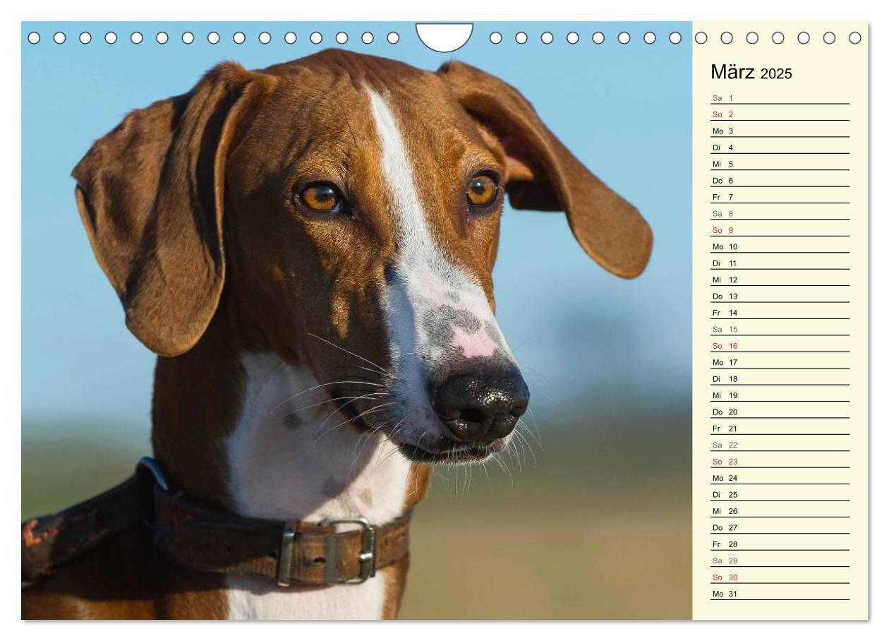 Bild: 9783435541652 | Windhund der Wüste - Der Azawakh (Wandkalender 2025 DIN A4 quer),...