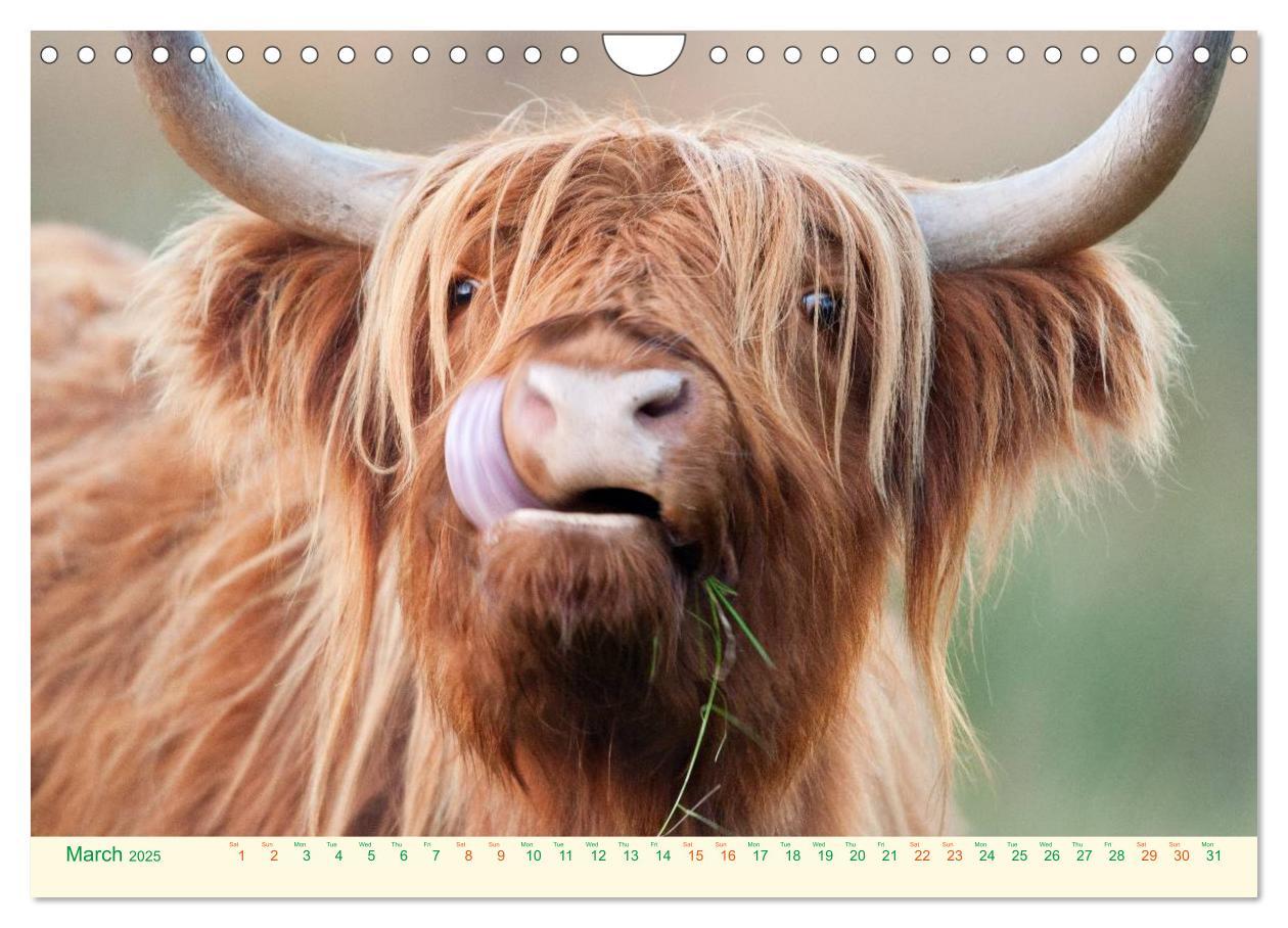 Bild: 9781325956616 | The Hairy Cow Calendar (Wall Calendar 2025 DIN A4 landscape),...