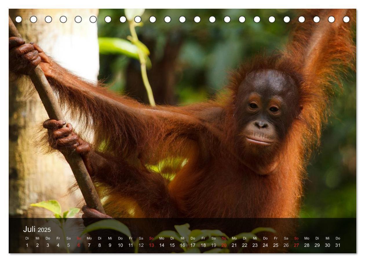 Bild: 9783435623068 | Menschenaffen. Gorillas, Schimpansen, Orang-Utans (Tischkalender...