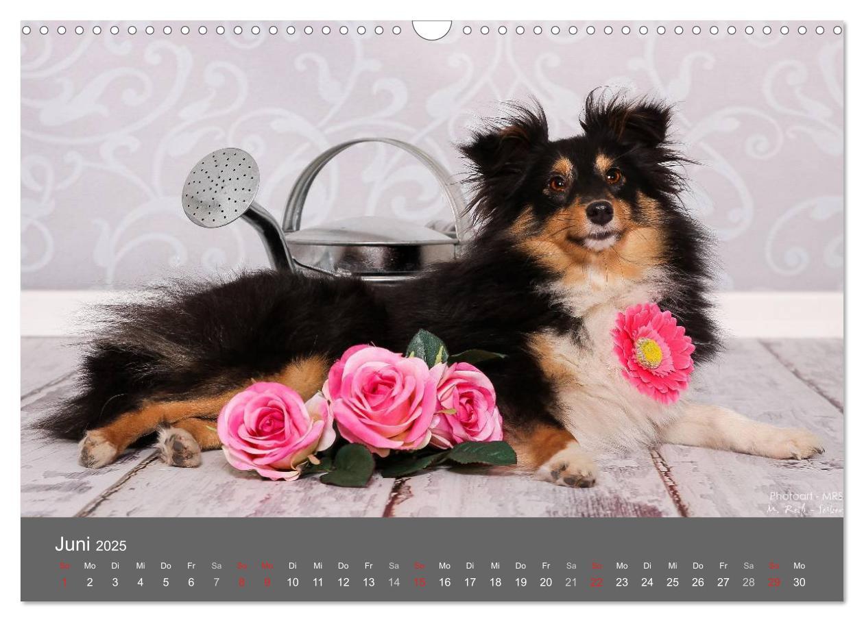 Bild: 9783435731756 | Shelties : Charmeure auf 4 Pfoten (Wandkalender 2025 DIN A3 quer),...