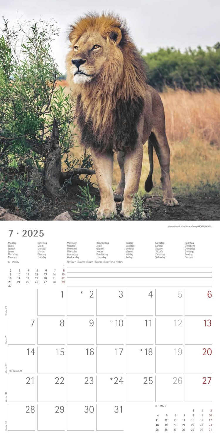 Bild: 4251732343057 | Großkatzen 2025 - Broschürenkalender 30x30 cm (30x60 geöffnet) -...