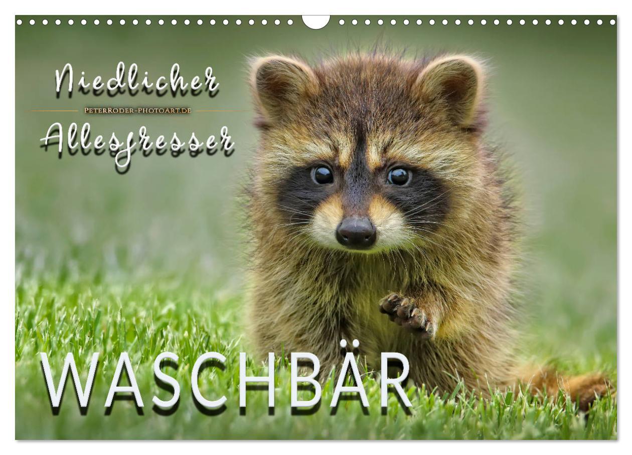 Cover: 9783435334735 | Waschbär - Niedlicher Allesfresser (Wandkalender 2025 DIN A3 quer),...