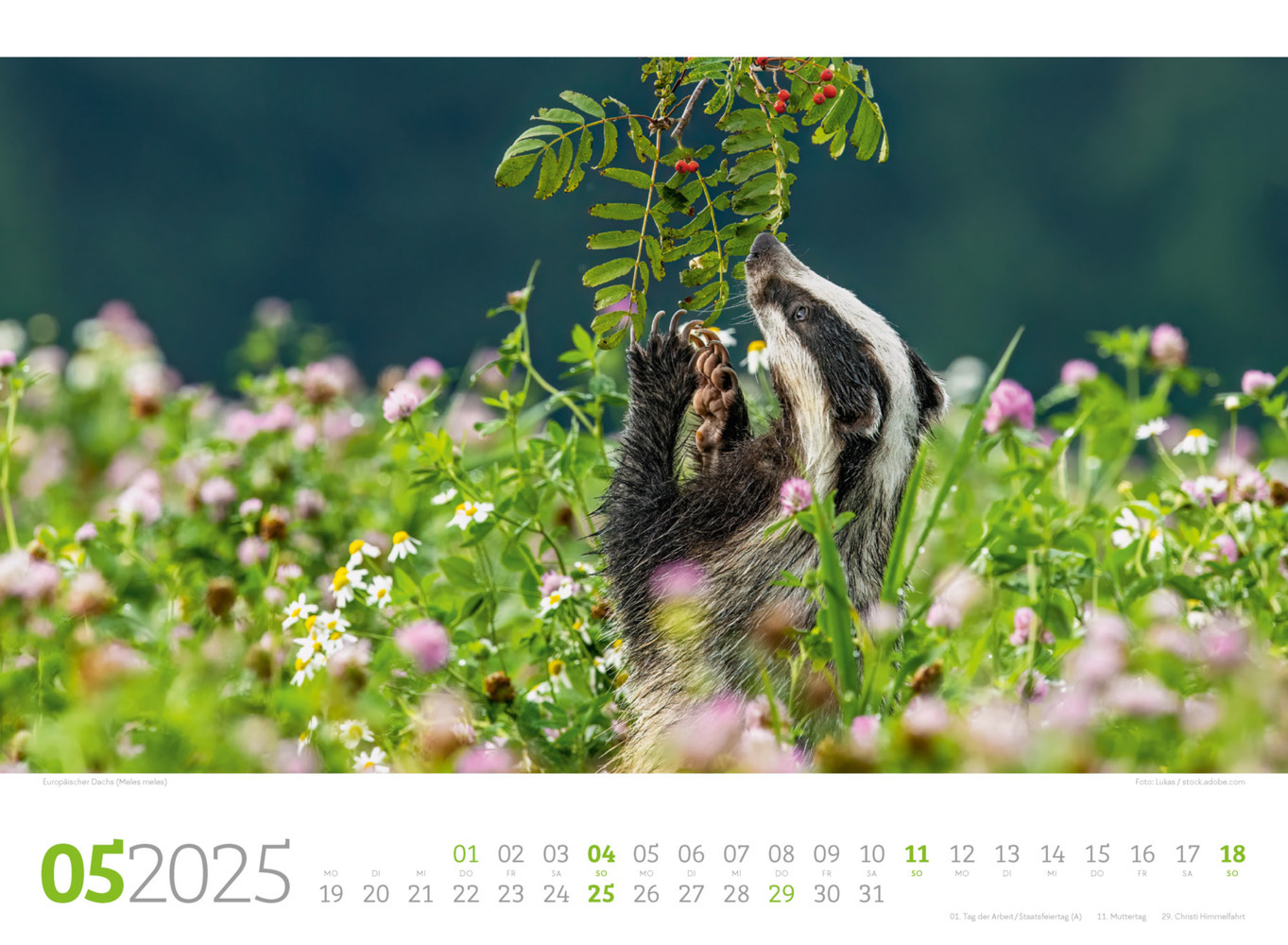 Bild: 9783838425825 | Tierwelt Wald Kalender 2025 | Ackermann Kunstverlag | Kalender | 14 S.