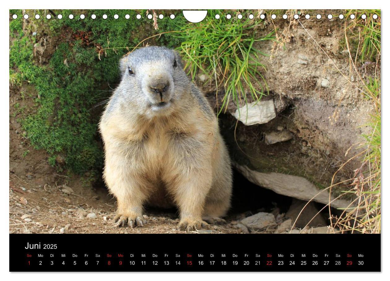 Bild: 9783435784622 | Murmeltiere (Wandkalender 2025 DIN A4 quer), CALVENDO Monatskalender