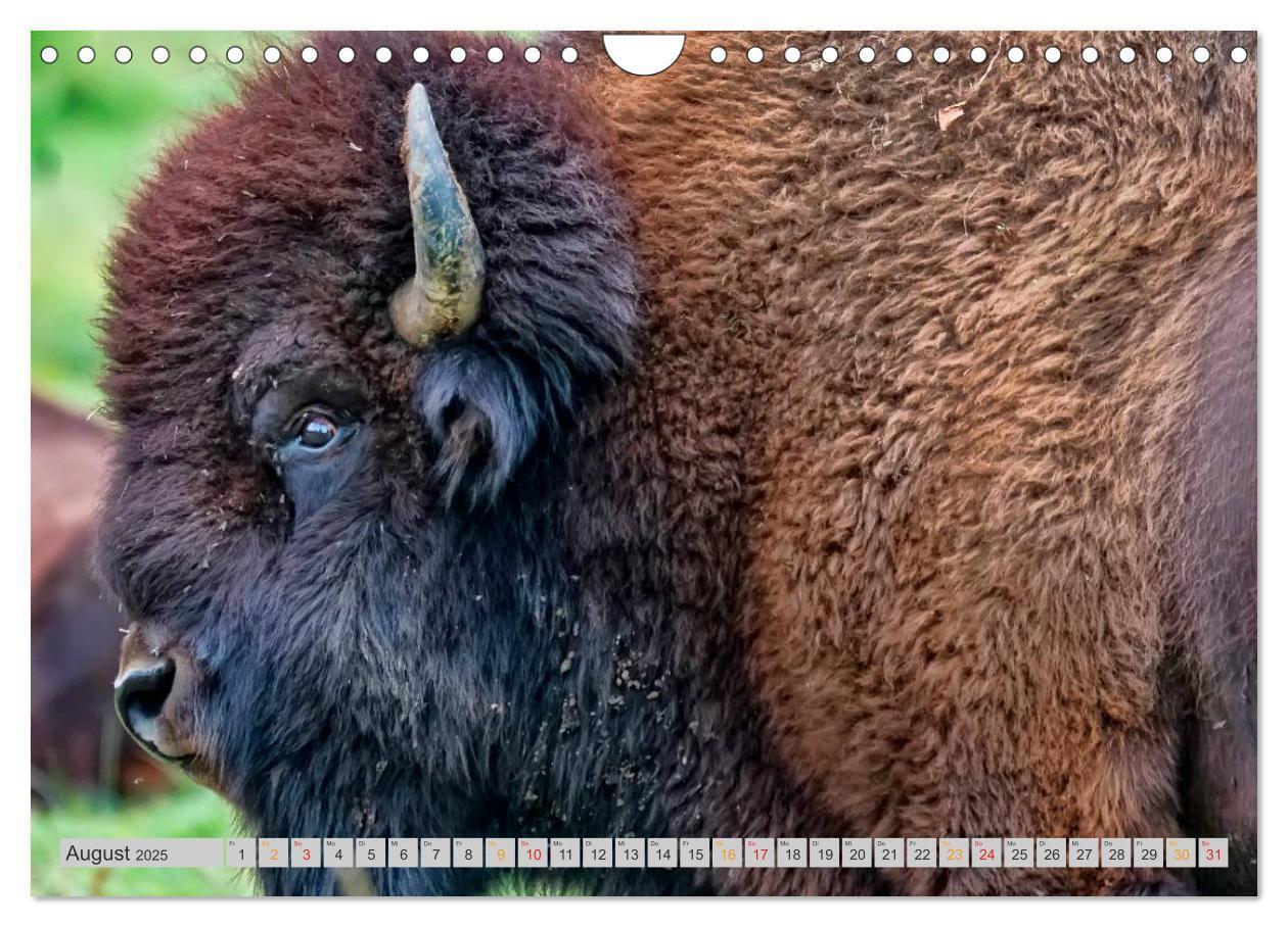 Bild: 9783435580552 | Bison und Wisent - Riesen mit unbändiger Kraft (Wandkalender 2025...